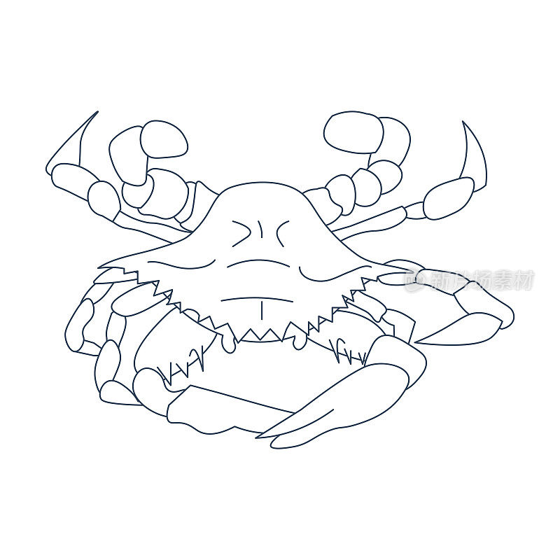 线条艺术风格矢量插图:马里兰或巴尔的摩蟹，大西洋蓝蟹，或切萨皮克湾蓝蟹也称为Callinectes sapidus。